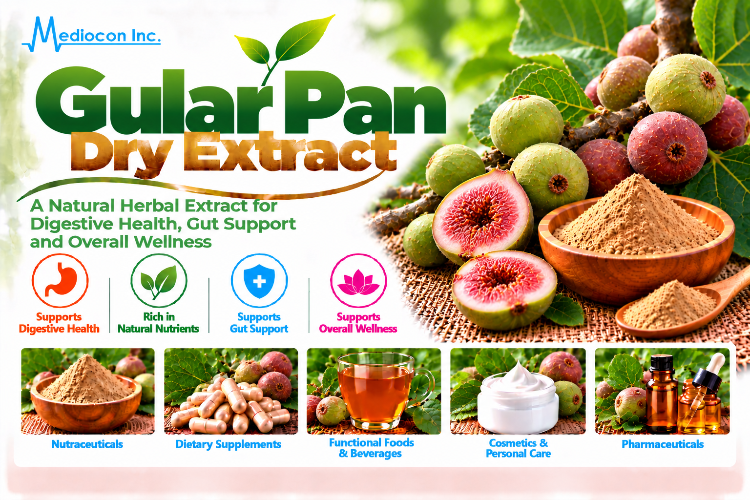 Gular Pan Dry Extract Manufacturer in India | Mediocon Inc. — Mediocon Inc